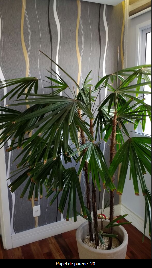 Papel de Parede 20.png